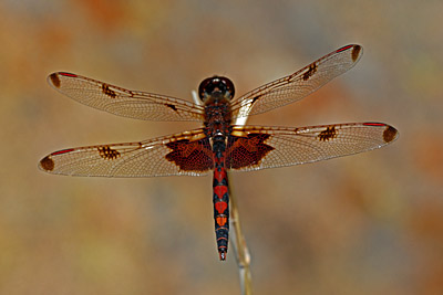 Calico Pennant dragonfly (male)