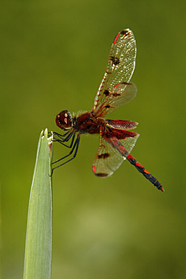 Calico Pennant dragonfly (male)