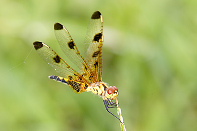 Calico Pennant dragonfly female