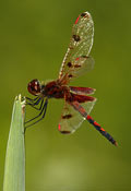 Calico Pennant dragonfly - click to see more dragonflies and damselflies