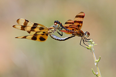Pictures+of+dragonflies+mating