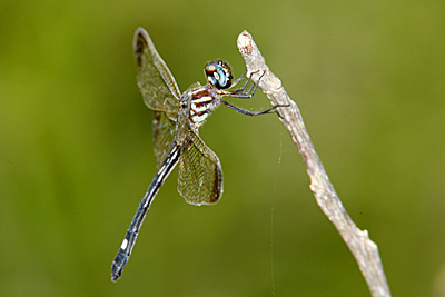 female Jade-striped Sylph dragonfly
