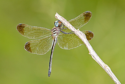 Jade-striped Sylph dragonfly female