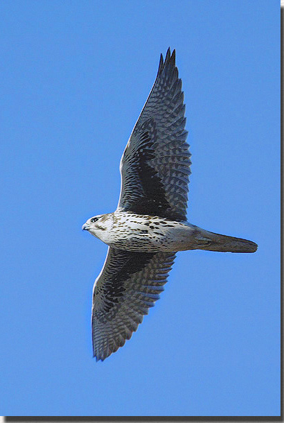 Prairie Falcon