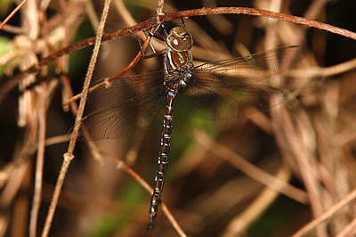Shadow Darner Dragonfly
