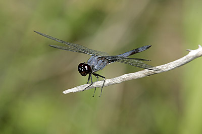 Slaty Skimmer dragonfly (male)