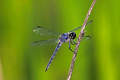 Slaty Skimmer dragonfly (male)