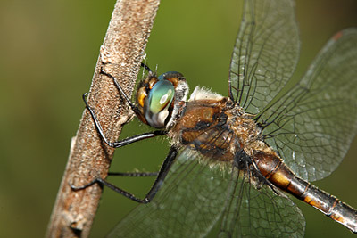 Slender Baskettail dragonfly
