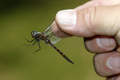 Slender Baskettail dragonfly