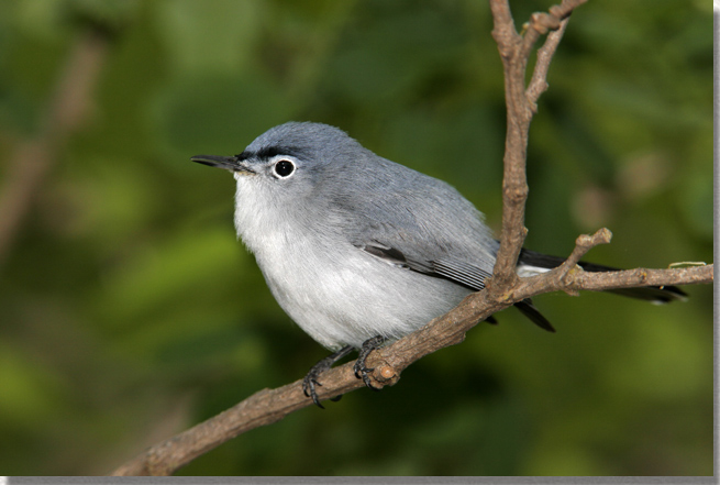 Blue-gray Gnatcatcher