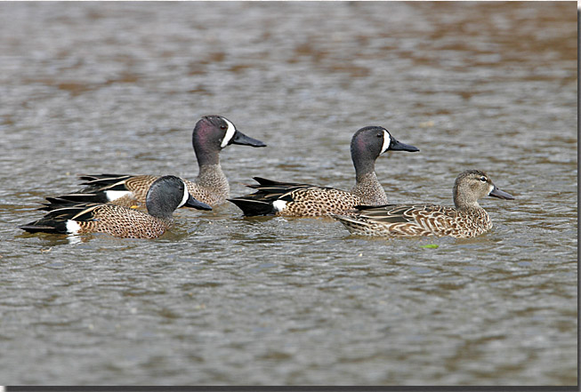 Blue-winged Teal