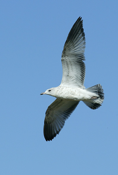 Ring-billed Gull