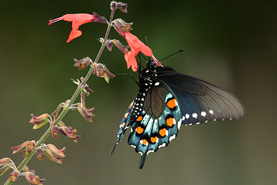 Pipevine Swallowtail (Battus philenor)