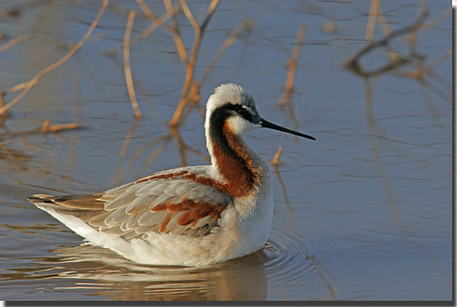 Wilson's Phalarope