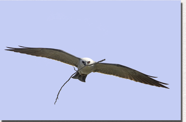 Mississippi Kite