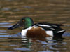 Northern Shoveler