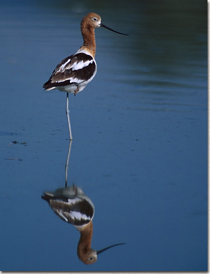 American Avocet