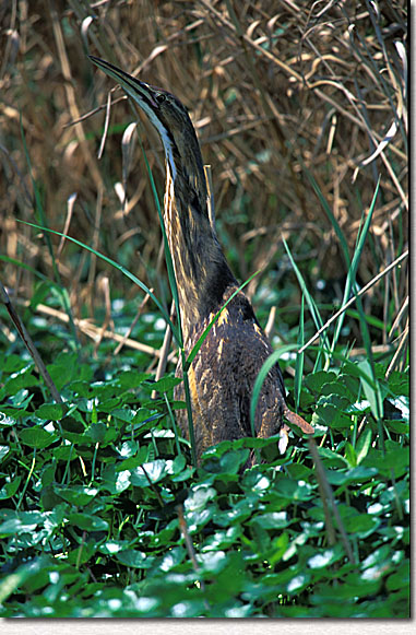 American Bittern