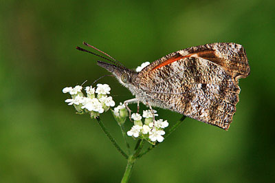 American Snout butterfly