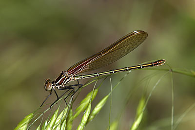 American Rubyspot damselfly (male)