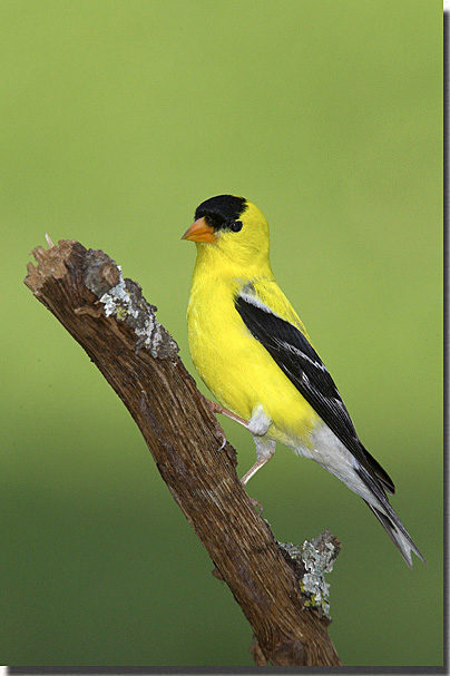 American Goldfinch