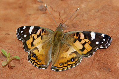 American Lady (Vanessa virginiensis) 