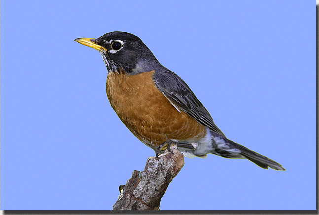 American Robin  Oklahoma Department of Wildlife Conservation