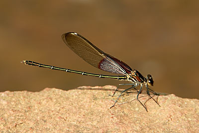 American Rubyspot damselfly (male)