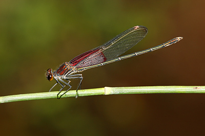 American Rubyspot damselfly