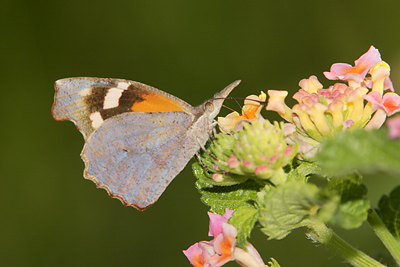 American Snout (Libytheana carinenta)