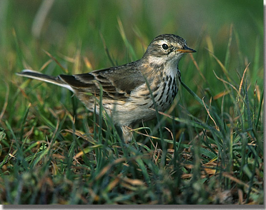 American Pipit