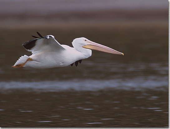 American White Pelican