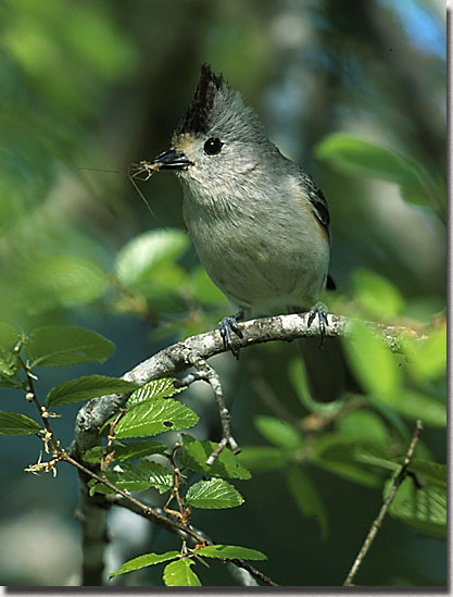 Black-crested Titmouse