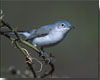 Blue-gray Gnatcatcher