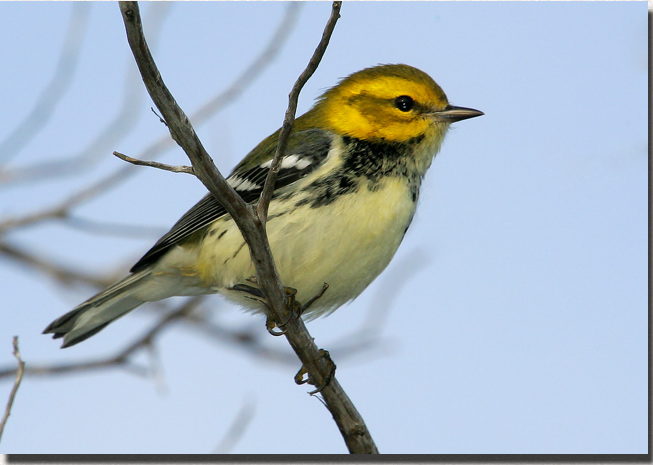 Black-throated Green Warbler