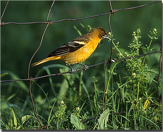 Baltimore Oriole