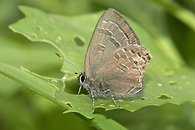 Banded Hairstreak (Satyrium calanus)