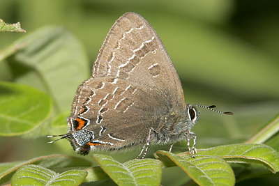 Banded Hairstreak (Satyrium calanus)