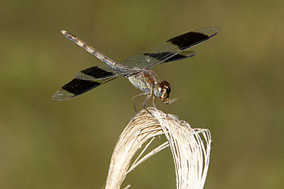 Band-winged Dragonlet dragonfly (female)