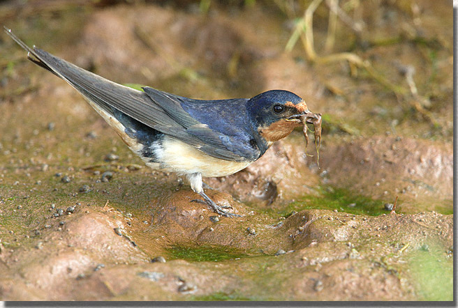 Barn Swallow