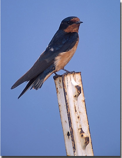 Barn Swallow