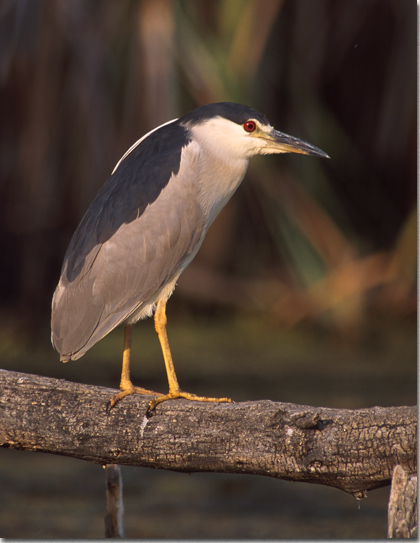 Black-crowned Night Heron