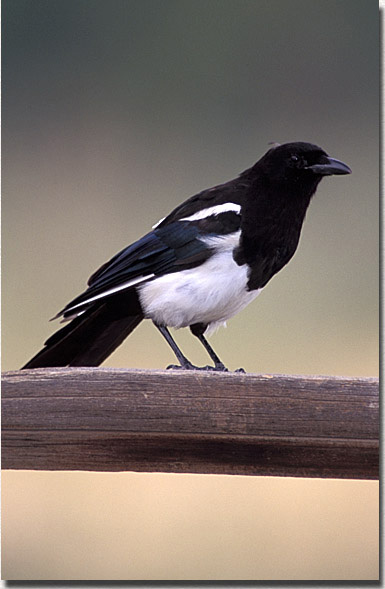 Black-billed Magpie