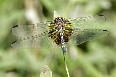 Black Saddlebags dragonfly (male)