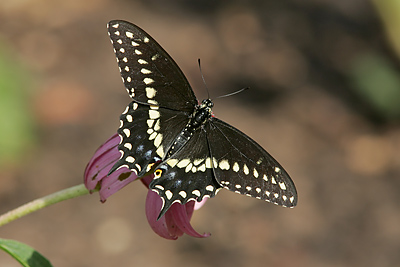 Black Swallowtail (Papilio polyxenes)