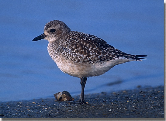 Black-bellied Plover