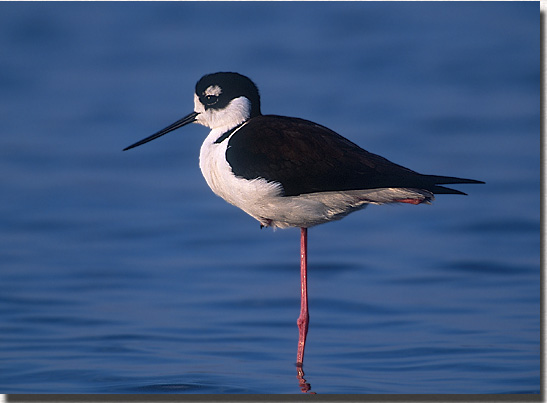 Black-necked Stilt