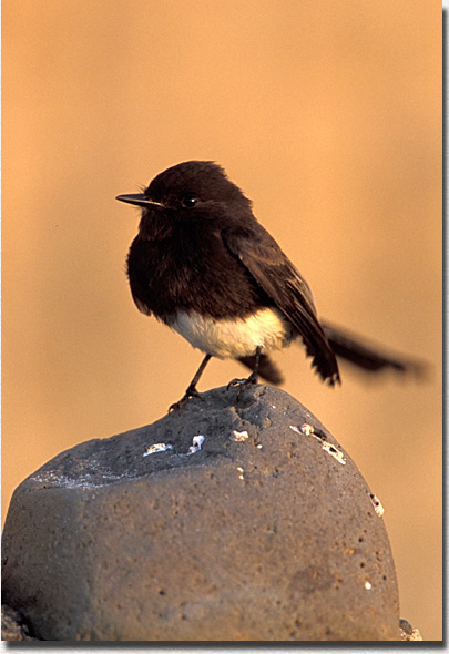 Black Phoebe