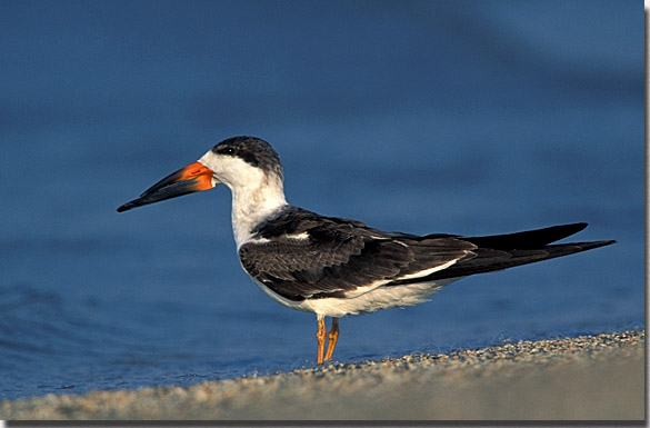 Black Skimmer