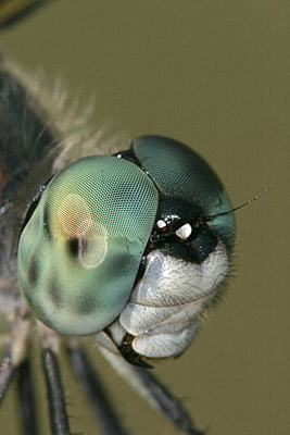 Blue Dasher dragonfly - closeup head shot